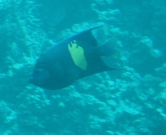 Pomacanthus maculosus