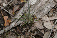 Stylidium luteum