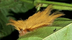Megalopyginae