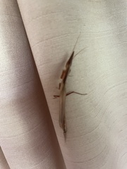 Pyrgomantis rhodesica