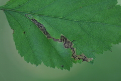 Stigmella oxyacanthella