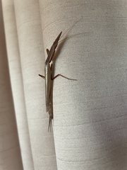 Pyrgomantis rhodesica