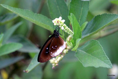 Euploea climena