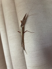 Pyrgomantis rhodesica