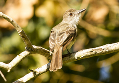 Myiarchus ferox