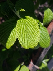 Viburnum sieboldii