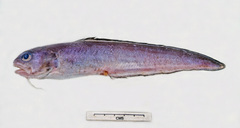 Ophidion genyopus