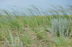 Stipa sareptana