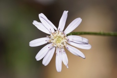 Olearia paucidentata