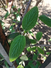 Viburnum