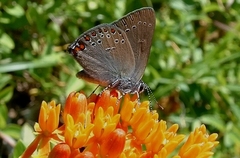 Satyrium titus
