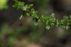 Olearia paucidentata