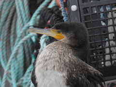 Phalacrocorax carbo carbo