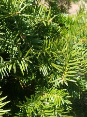 Taxus
