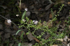 Olearia paucidentata