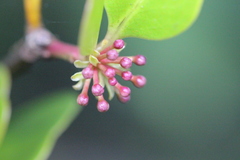 Aegiceras corniculatum