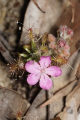 Drosera lasiantha