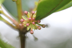 Aegiceras corniculatum