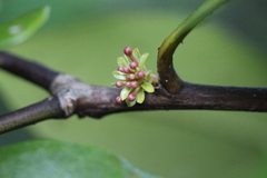 Aegiceras corniculatum