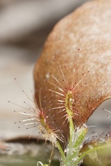 Drosera lasiantha