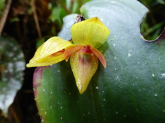 Pleurothallis siphoglossa