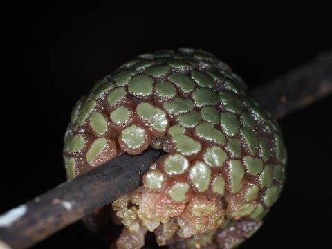 Myriodiscus