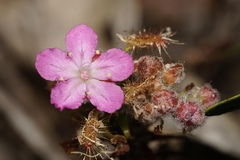 Drosera lasiantha
