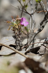 Drosera lasiantha