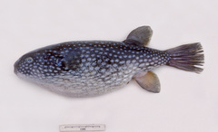 Arothron firmamentum
