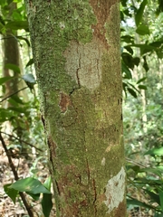 Dysoxylum oppositifolium