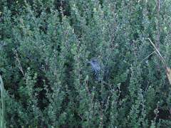 Poodytes punctatus vealeae