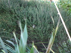 Poodytes punctatus vealeae