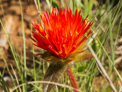 Gomphrena arborescens