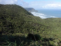 Poodytes punctatus vealeae