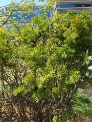 Taxus