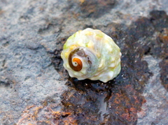 Nodilittorina pyramidalis