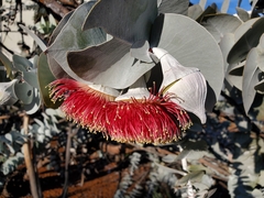 Eucalyptus macrocarpa