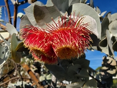 Eucalyptus macrocarpa