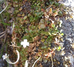 Epilobium brunnescens