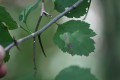 Stigmella oxyacanthella
