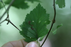 Stigmella oxyacanthella