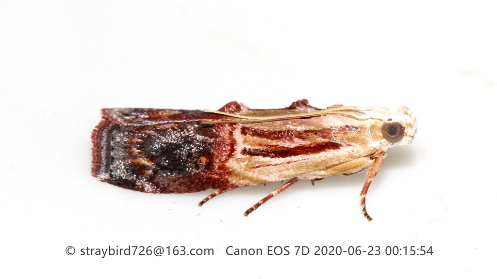Nephopterix bicolorella