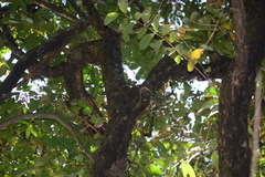 Luisia