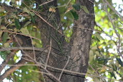 Luisia