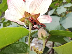 Pyrrhopeplus carduelis