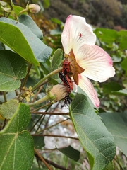 Pyrrhopeplus carduelis