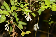 Cuscuta reflexa