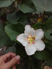 Hibiscus makinoi