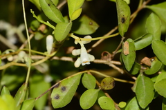 Cuscuta reflexa