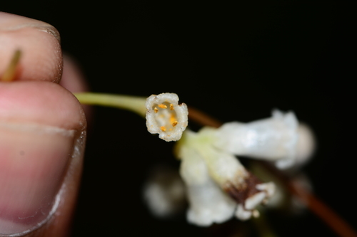 Image of Cuscuta reflexa by no rights reserved